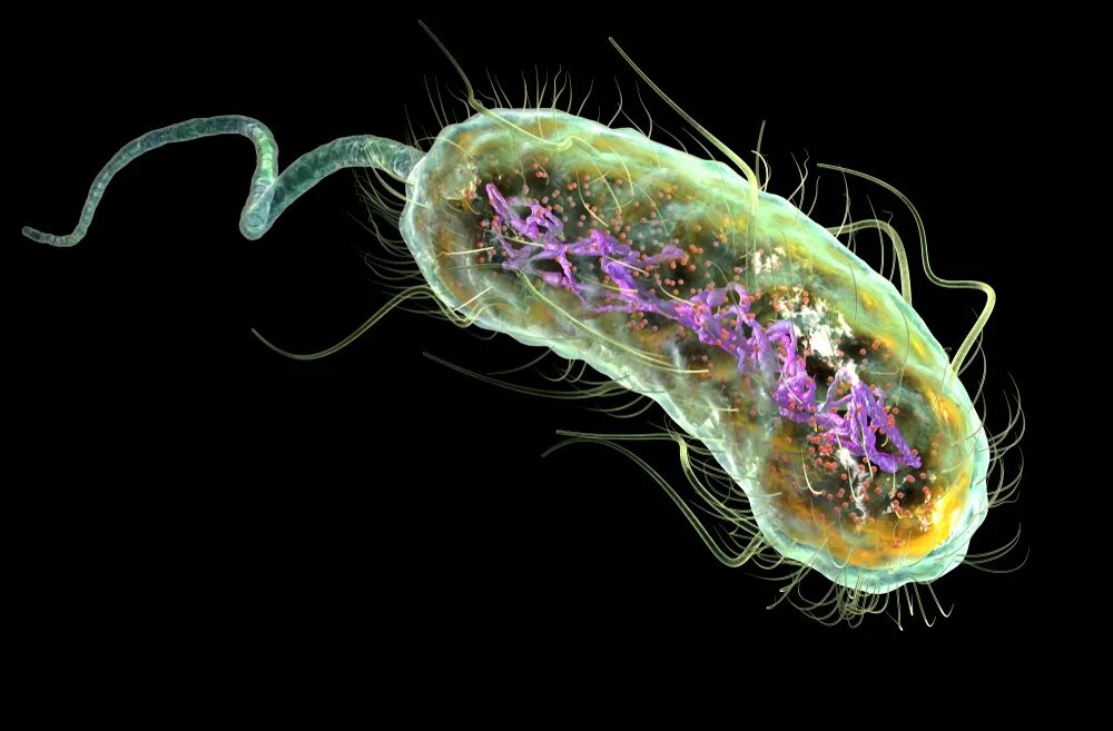 Клетка бактерии имеет днк. Бактерия Escherichia coli. Нуклеоид у прокариот. Эшерихии жгутики. Нуклеоид ДНК бактерии.