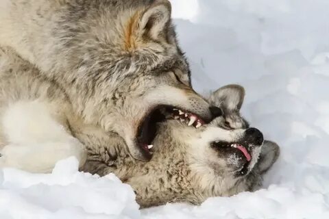 Wolf vs