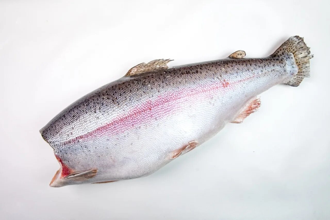 Форель премиум чили. Кижуч потрошеный. 5 кг. Форель 1 5. Форель 1 5.