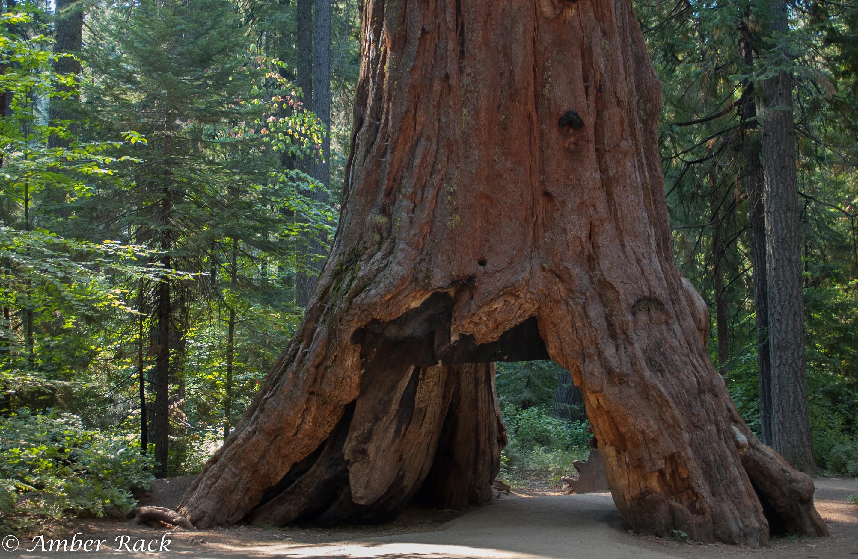The tree is big. Секвойя дерево. giant sequoia. большое дерево. pioneer cabin tree.