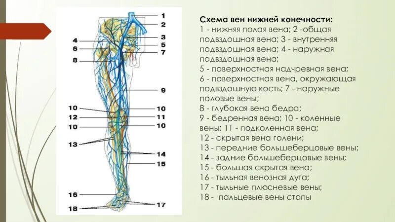 Нижняя поверхностная надчревная Вена. Поверхностная надчревная Вена анатомия. Большая подкожная Вена ноги анатомия. Схема поверхностных вен нижних конечностей. Самая большая вена у человека где находится