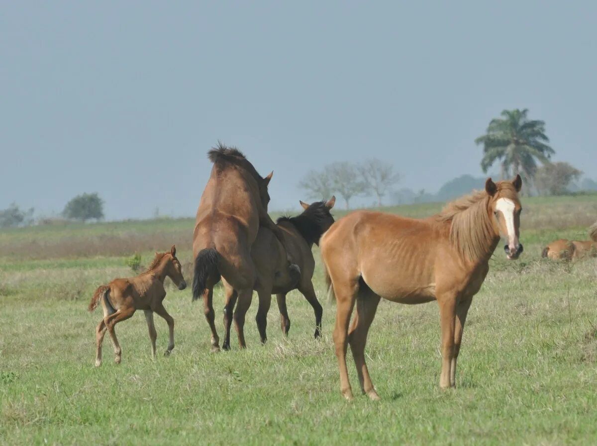 Horse males mating. Horse mating near. Horse after mating. Horse mating the animal.