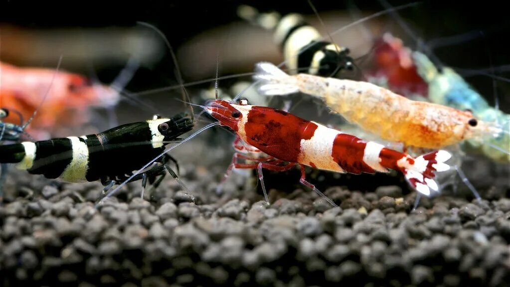 Аквариумные креветки красный Кристалл. Креветки Taiwan Bee Red Bolt. Caridina cantonensis. Креветка неокардина.