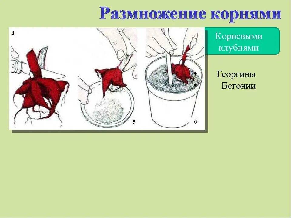 Размножение с помощью клубня. Размножение корневыми клубнями. вегетативное размножение корневыми клубнями. бегония клубневая размножение клубнями. бегония вегетативное размножение.