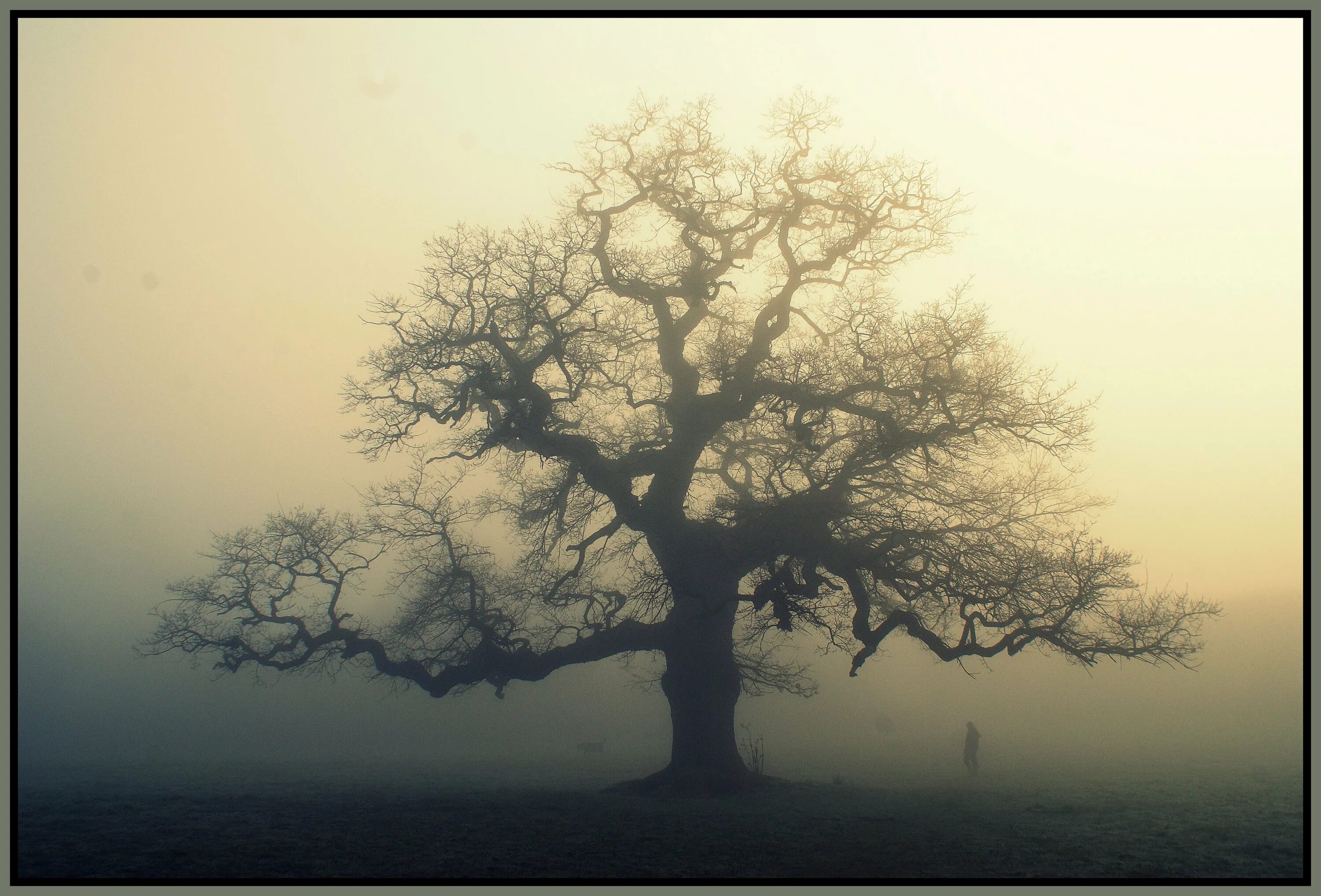 Ветвь туманного дерева. Одиночество дерево. Одинокий дуб. Одинокое дерево в тумане. Дуб в тумане.