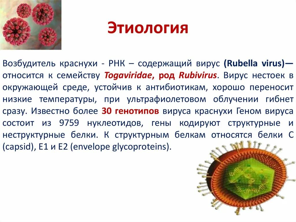 РНК-содержащий вирус краснухи (Rubella virus).. Семейство Togaviridae, род Rubivirus. Краснуха характеристика возбудителя. Корь происхождение