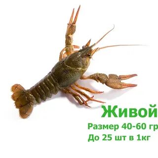 Раки новосибирск