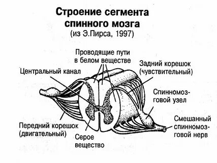 Сегмент пути сегмента