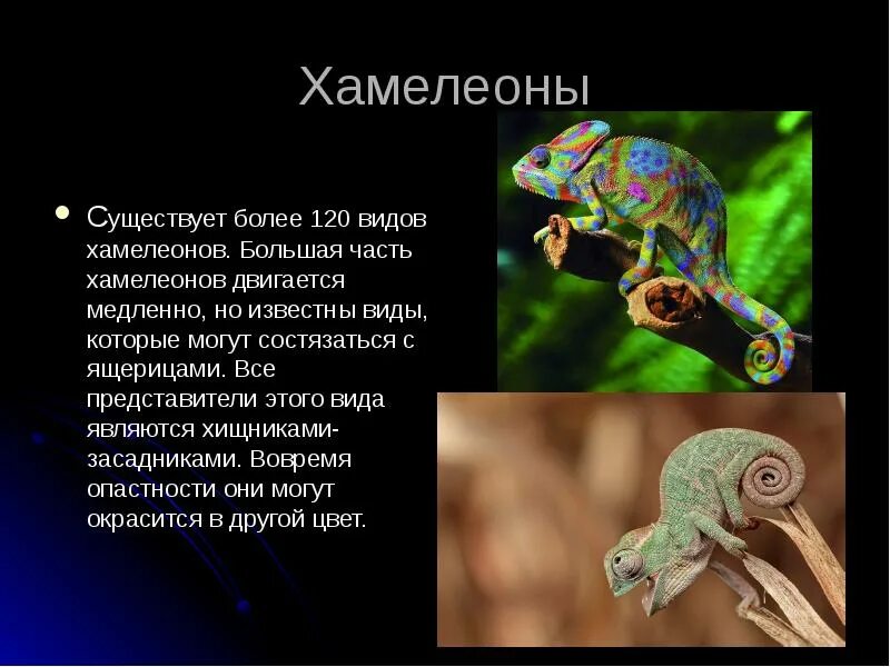 Хамелеон кратчайшее содержание. Хамелеон кратчайшее содержание