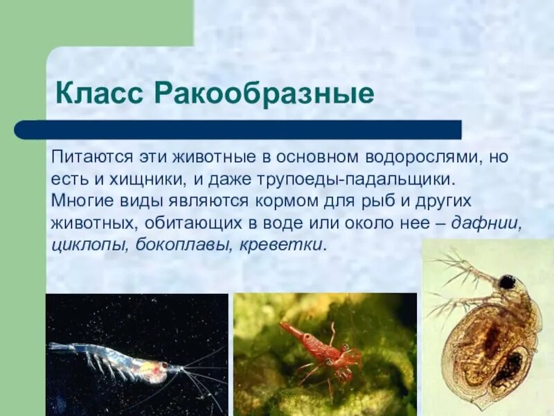 Членистоногие ракообразные презентация 7 класс. Питание ракообразных. ракообразные питаются. класс ракообразные питание. ракообразные питание 3 класс.