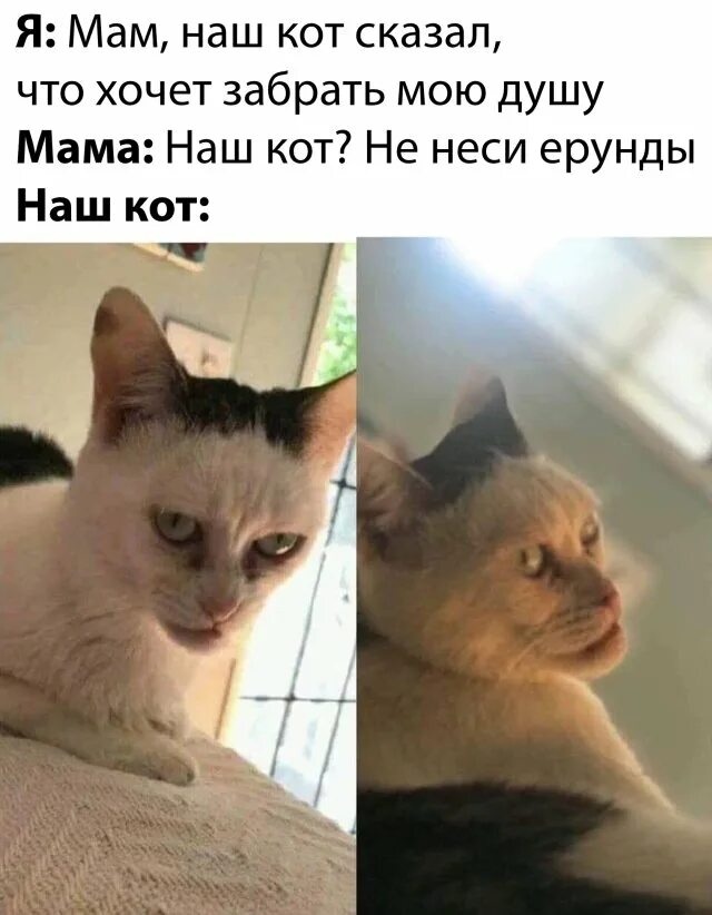 Кот Мем. Мам наш кот сказал что хочет забрать мою душу. Мемы с котиками. Мемы про котов.