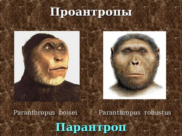Протоантропы архантропы