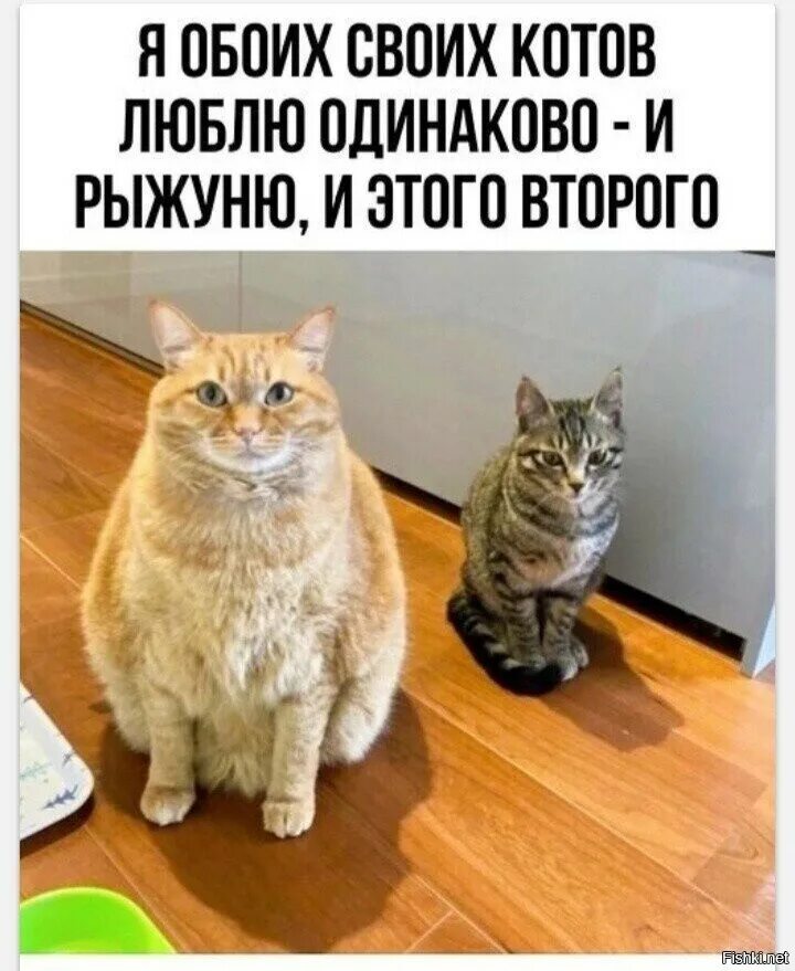 Оба кот. Люблю своих котов одинаково. котики картинки. я обоих своих котов люблю одинаково. я обоих своих котов люблю одинаково и рыжуню, и этого второго.