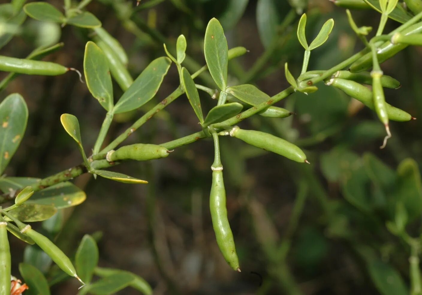 Zygophyllum Simplex