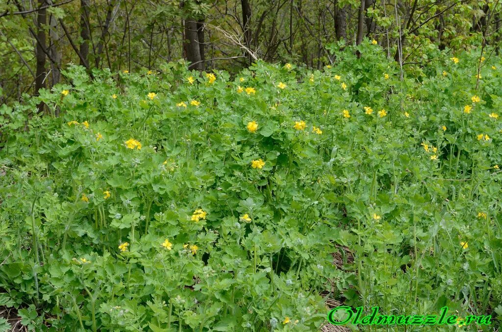 Где растет чистотел. Chelidonium. Chelidonium. Где растет чистотел. Где растет чистотел.
