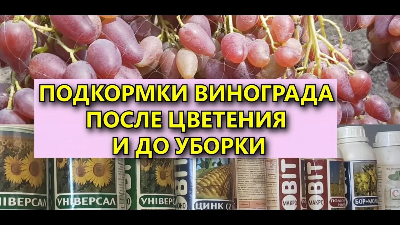 Кустовой виноград. Чем весной удобрить виноград для хорошего плодоношения. Чем весной удобрить виноград для хорошего плодоношения. Первая подкормка винограда. Таблица внесения удобрений винограда.