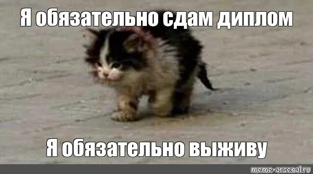 Умирающий кот мем. Помер мем.