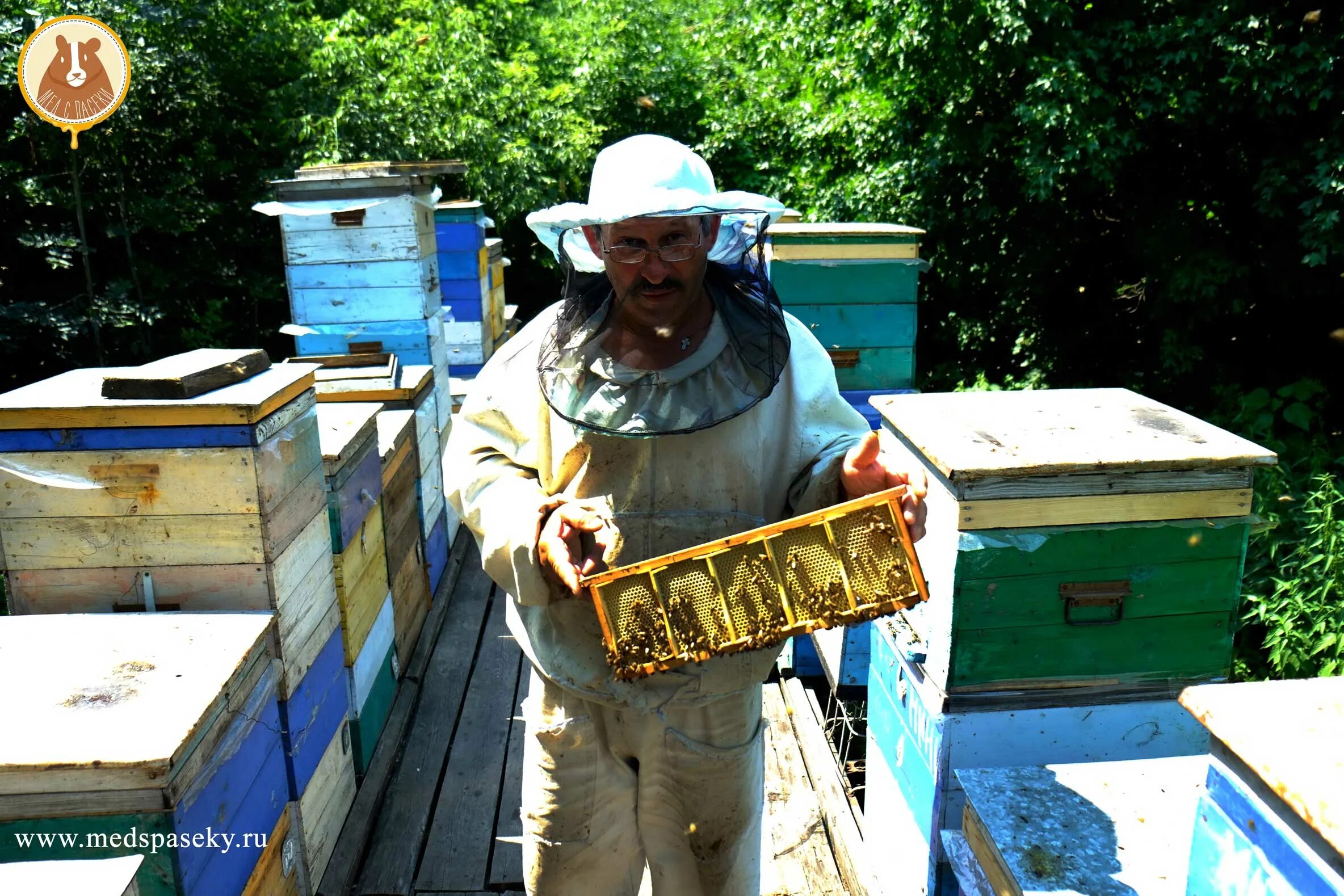 Пчелиная пасека. Пчеловод на пасеке. Пчеловодство в Калининградской области. Пасеки России. Мало меда на пасеке