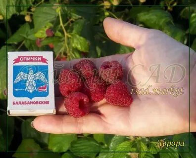 Малина краснодарский край