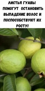 Гуава фрукт польза