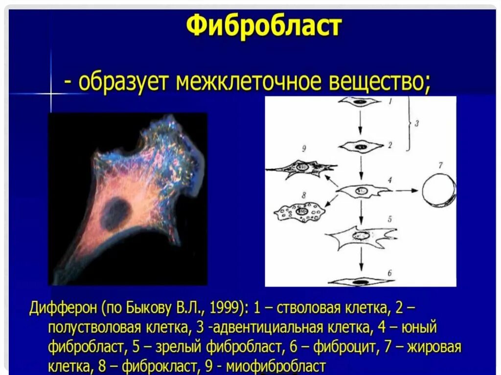 Фибробласты функции. Фибробласты образуются из. фибробласты размер. функции фибробластов кожи. фибробласты относятся к.