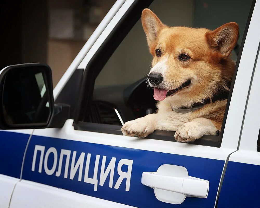 Корги на службе в полиции. Рыжий полицейский корги. корги полицейский в нижнем новгороде. служебный корги.