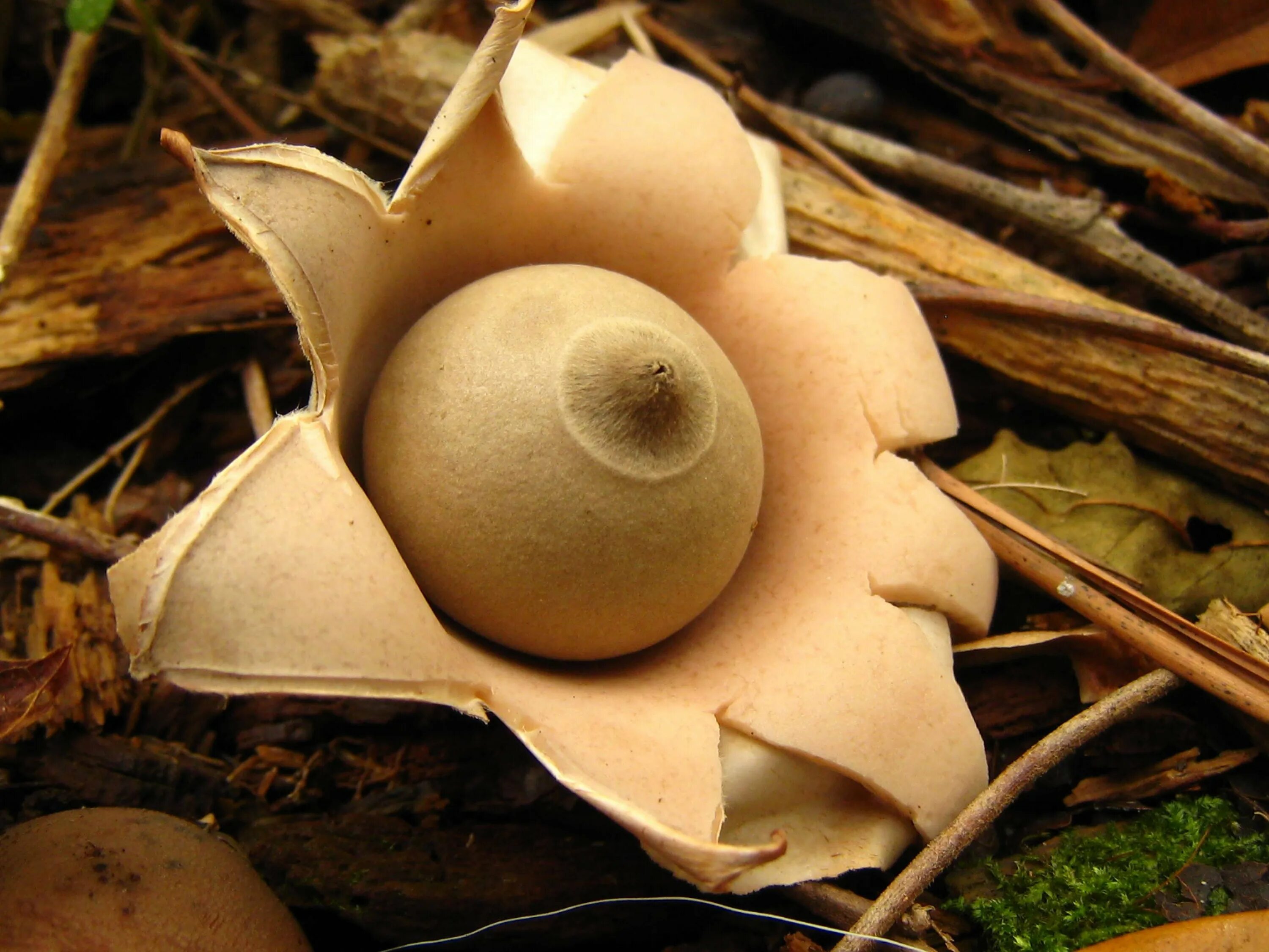 Гриб в виде цветка. Звездовик сводчатый geastrum fornicatum. гриб звездовик мешковидный. звездовик бахромчатый. звездовик (geastrum).