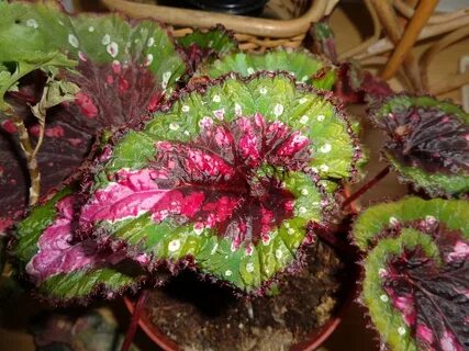 The revenge of begonia