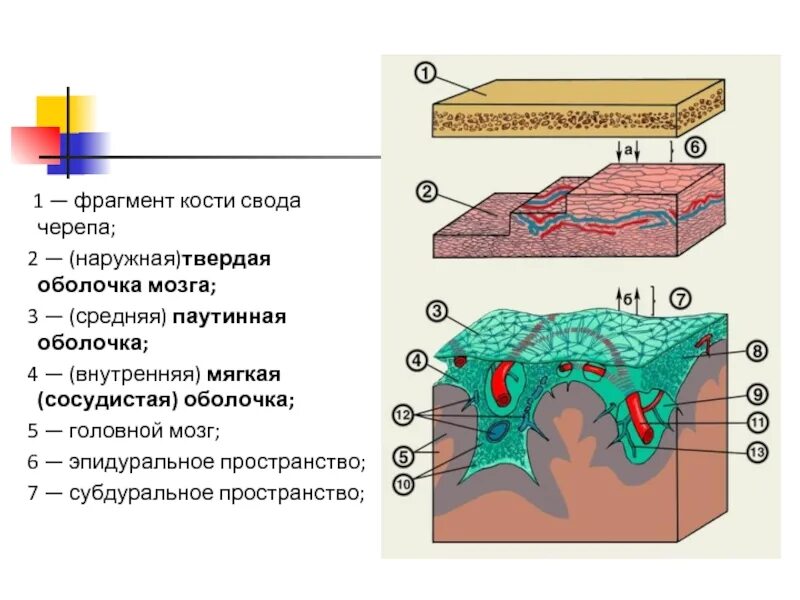 Слои свода. Оболочки головного мозга твердая паутинная и мягкая. Строение оболочек головного мозга. Схема строения мозговых оболочек полушарий головного мозга. Твердая мозговая оболочка головного мозга схема.