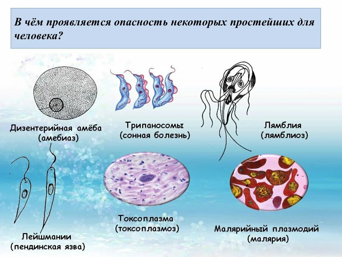 Одноклеточных вызывающих болезни