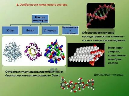 Химические связи в живых организмах