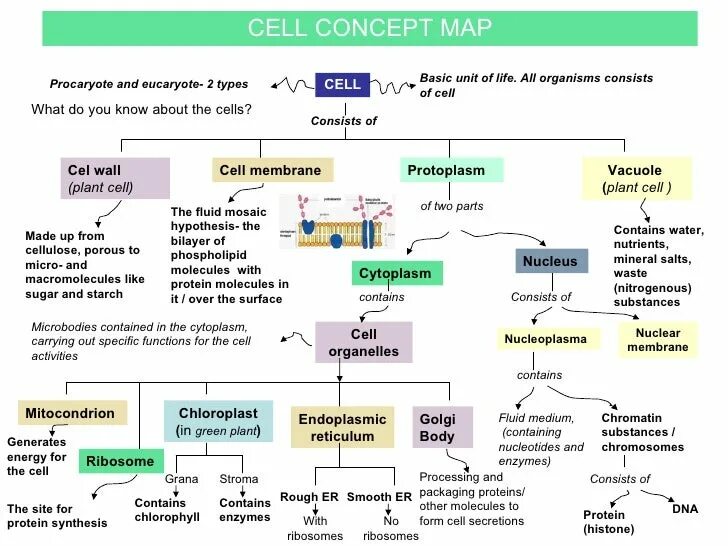 Function concept. Концептуальная карта. eucaryote cell. cell structure procaryote eucaryote. concept map organism.