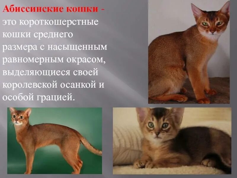 Абиссинская кошка. Абиссинская кошка короткошерстная. Породы кошек Абиссинская кошка характер. Абиссинская Сомали Ориентальная. Рассмотрите фотографию кошки породы абиссинская и выполните