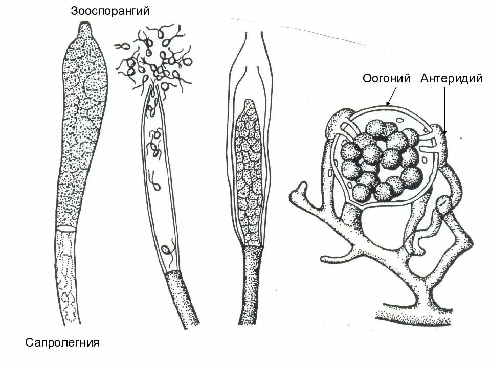 Тело нечленистое округлое