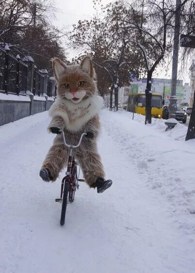 Кот едет на велосипеде. Кот на велике. кошка на велосипеде. кот едет на велике. кот на трехколесном велосипеде.
