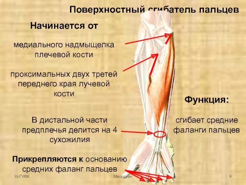 Туннельный синдром лучевого нерва. Лучевая кость кость анатомия. Части предплечья. Отделы предплечья. Дистальный отдел предплечья.