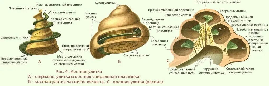 Слуховой латынь. Орган слуха строение улитки. Улитковый проток внутреннего уха строение. Строение костной улитки анатомия. Костный стержень внутреннего уха.