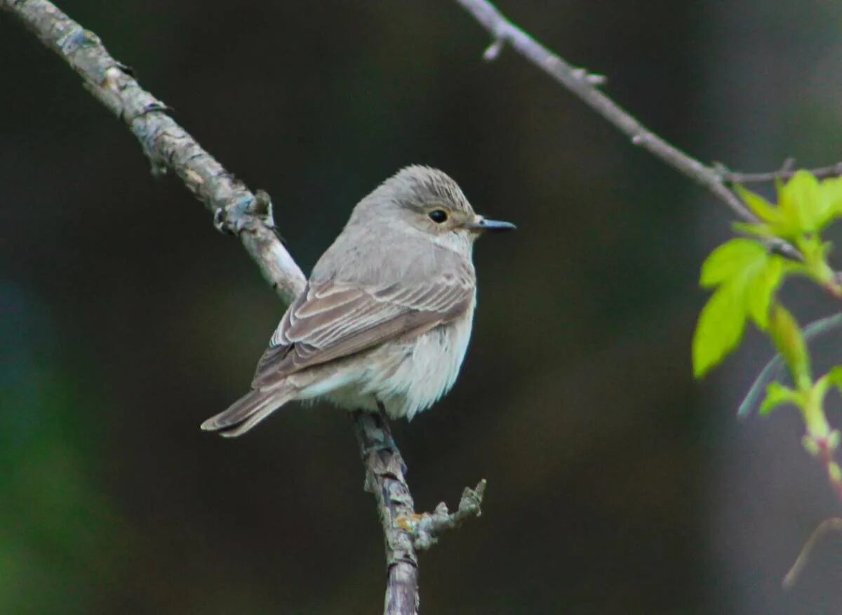 Мухоловка серая – Muscicapa striata (Pallas, 1764). Серая мухоловка (Muscicapa striata). Серая мухоловка (Muscicapa striata) птенец. Птичка Пичуга маленькая птичка.