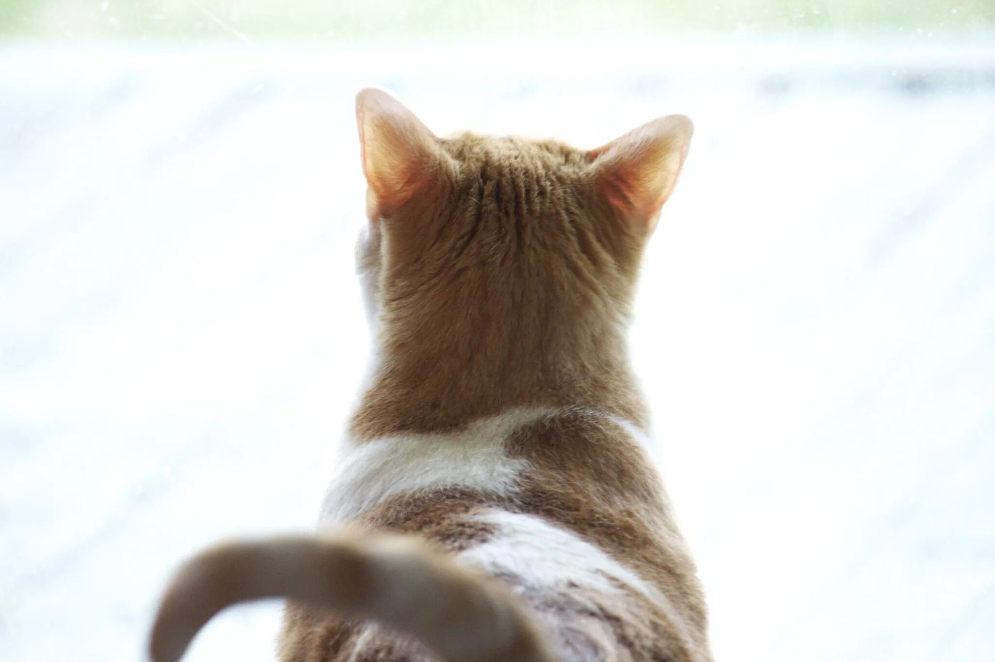 Кот сидит вид сверху. Морда кота. Кошачьи уши. Кот с прической мем. Рыжий табби кот.