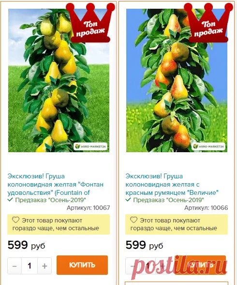 Агромаркет 24 интернет магазин саженцев каталог