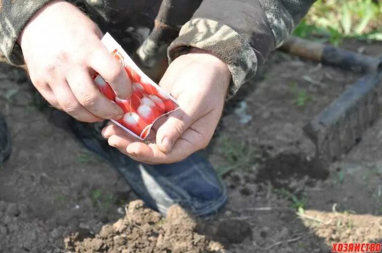 Сажаем редиску в открытый грунт семенами весной. Посадка редиски весной в открытый грунт. Посадка редиса весной в открытый грунт семенами. Форма для посадки редиса в открытый грунт. Весенняя посадка редиса в открытом грунте.