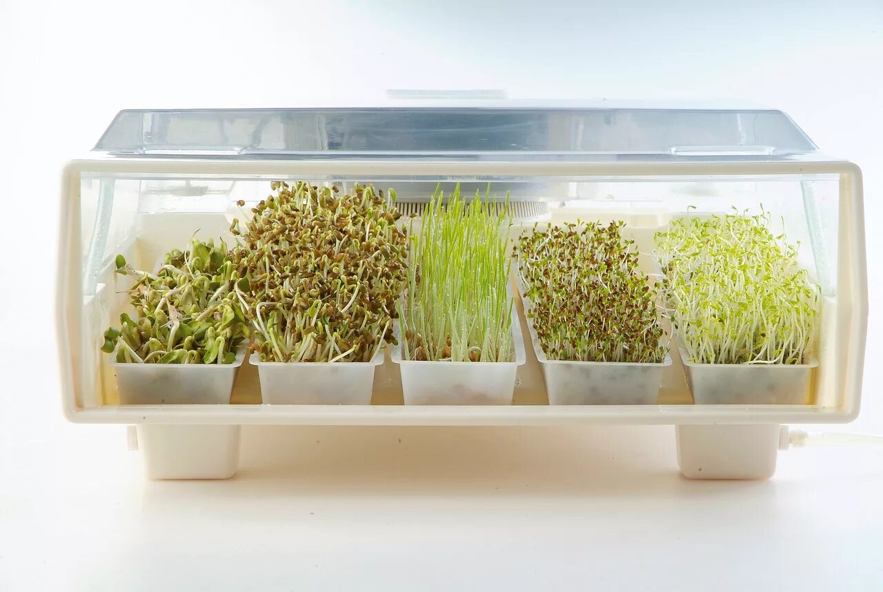 Микроферма dream sprouter доп лотки купить. Спраутер микрозелень. Титул микроферма. Rongwei проращиватель. Вертикальная микроферма.