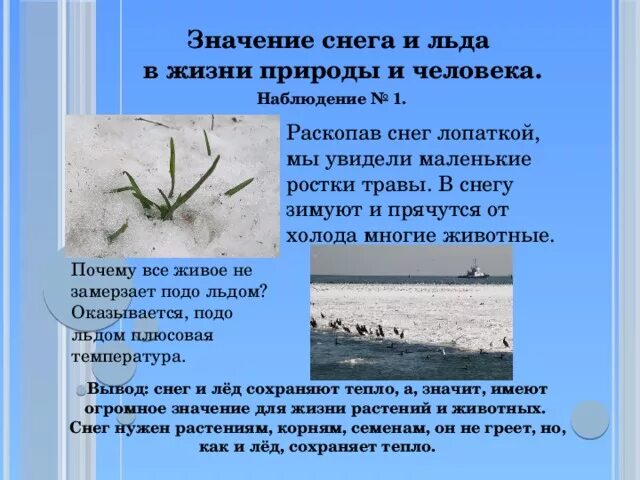 Снежок значение. Значение снега в природе. Польза льда. Роль снега и льда в жизни растений и животных старшая группа. Значение снежного Покрова в природе.