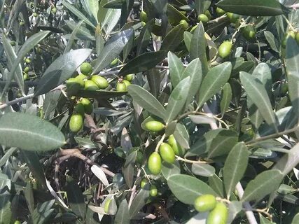 Olea europaea fruit extract