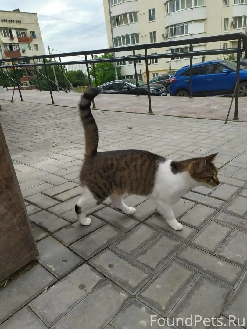 Купить кошку севастополь. Кошки Севастополя. Найденные кошки в Севастополе. Севастопольская кошечка. Замечена кошка.