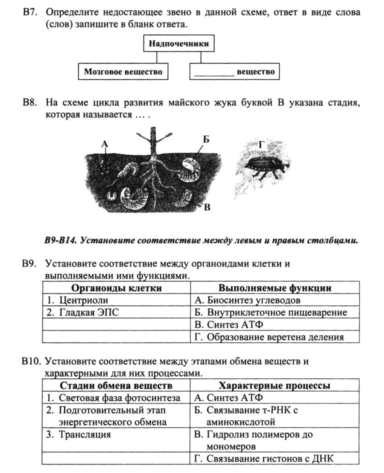 Самостоятельная работа по биологии дыхание. Тест по биологии. проверочные работы по биологии.