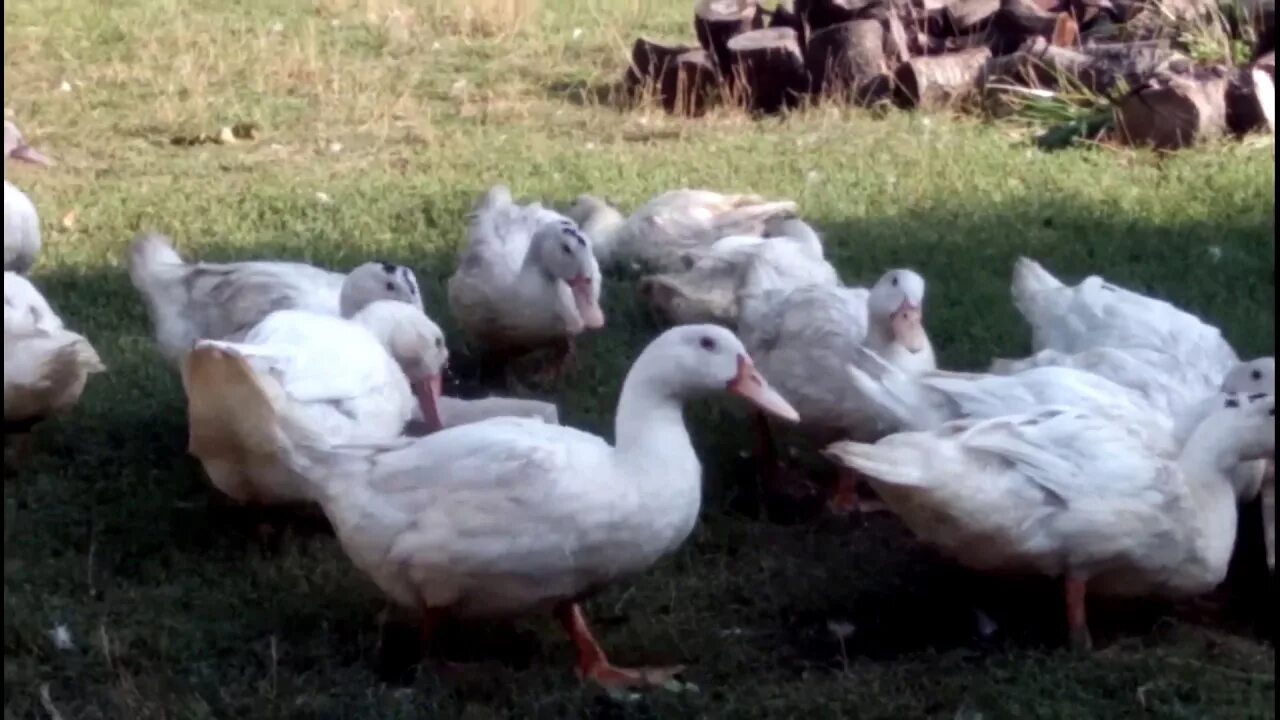Цветной бройлер редбро. Утка мулард 2 месяца. Красный бройлер редбро. Индоутки муларды. Бройлер редбро.