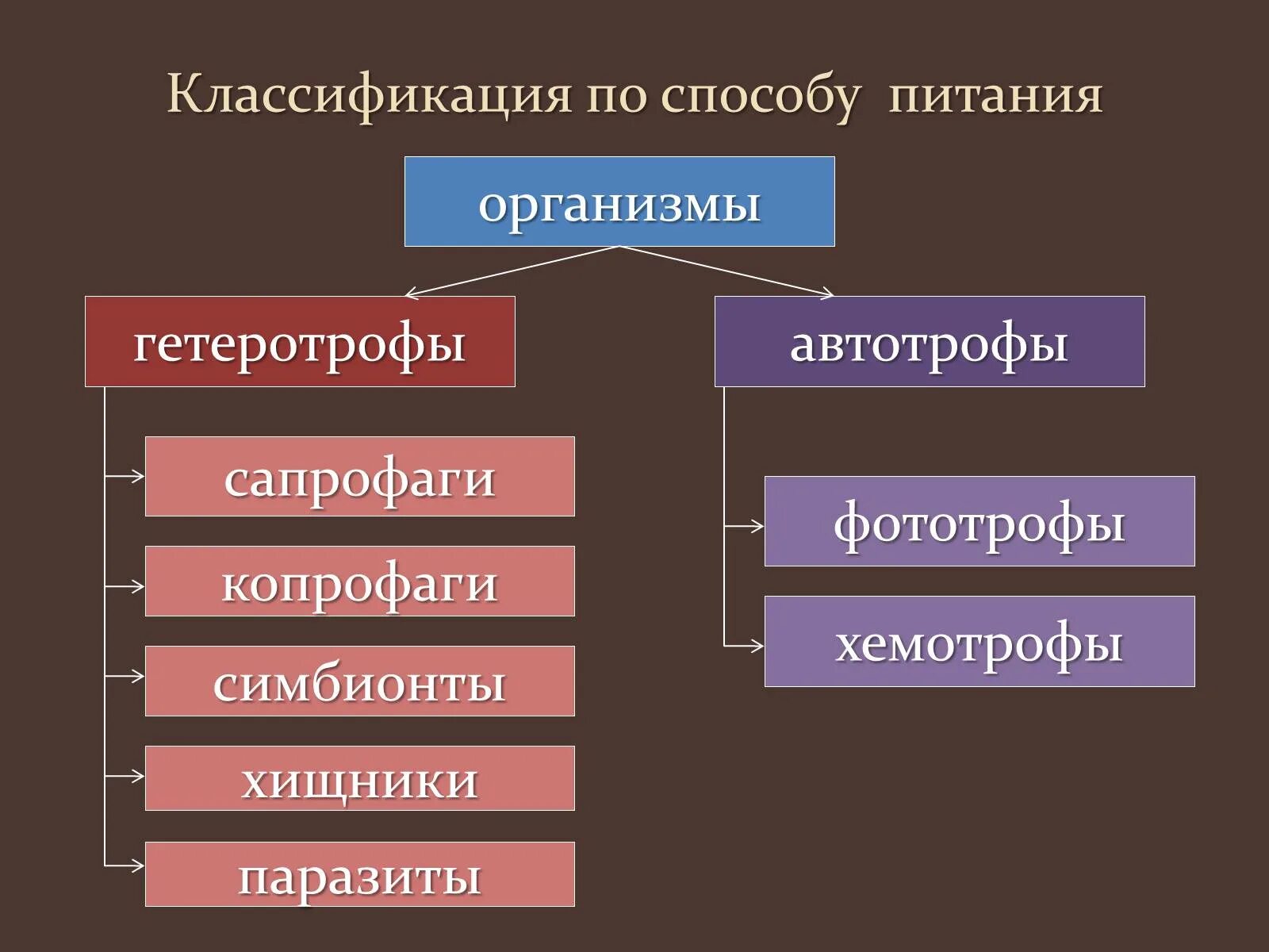 Автотрофный и гетеротрофный. Автотрофный и гетеротрофный способ питания. Способы питания автотрофы гетеротрофы. Автотрофы и гетеротрофы фото. Способы питания организмов схема.