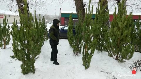 Елочный базар волгоград