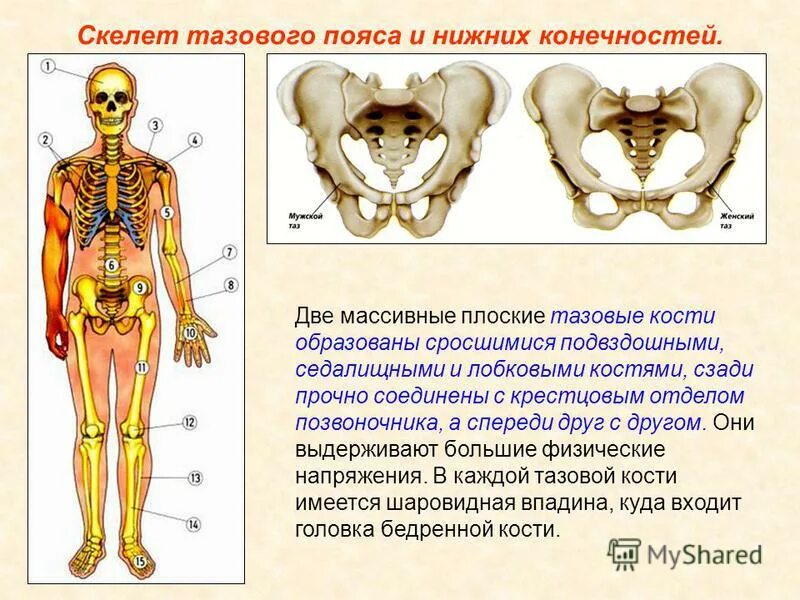 Перечислите отделы скелета